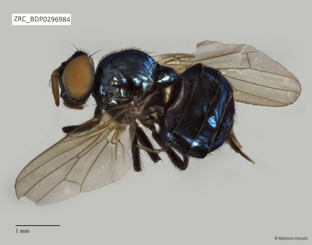Lonchaeidae sp. "ZRCBDP0296984"•&copy; Maimon Hussin•All Rights Reserved