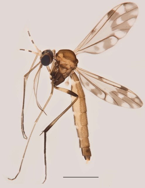 Lygistorrhina sp. "ZRCBDP0048664"•&copy; Ang Yuchen•All Rights Reserved