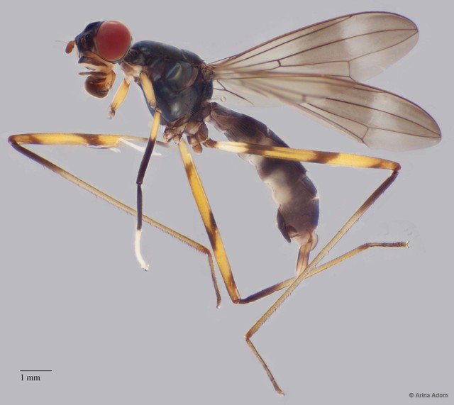 Taeniapterinae sp. "ZRCBDP0056254"•&copy; Arina Adom•All Rights Reserved