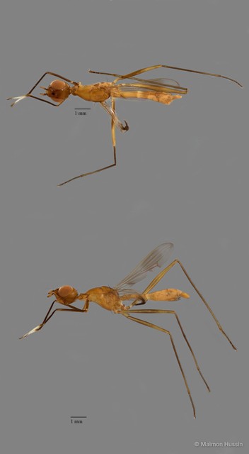 Micropezidae sp. "ZRCBDP0091450"•&copy; Maimon Hussin•All Rights Reserved