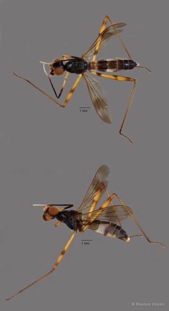 Micropezidae sp. "ZRCBDP0093133"•&copy; Maimon Hussin•All Rights Reserved