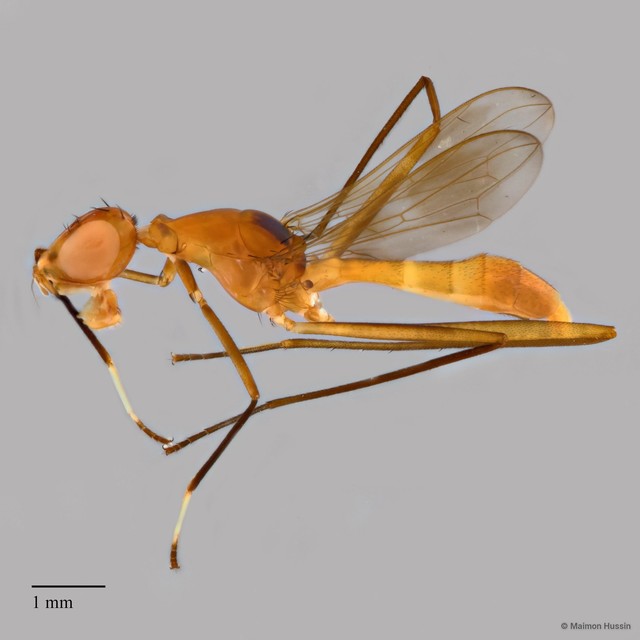 Micropezidae sp. "ZRCBDP0127740"•&copy; Maimon Hussin•All Rights Reserved