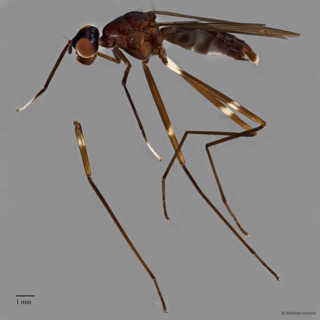 Micropezidae sp. "ZRCBDP0127841"•&copy; Maimon Hussin•All Rights Reserved