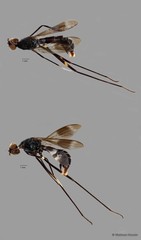 Micropezidae sp. "ZRCBDP0127933"•&copy; Maimon Hussin•All Rights Reserved
