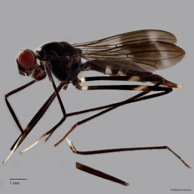 Micropezidae sp. "ZRCBDP0127933"•&copy; Maimon Hussin•All Rights Reserved