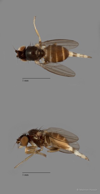 Milichiidae sp. "cf. Neophyllomyza ZRCBDP0081562"•&copy; Maimon Hussin•All Rights Reserved