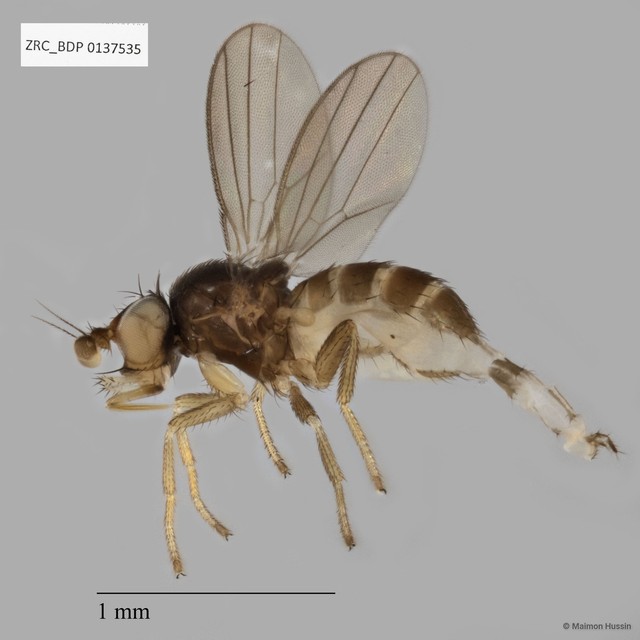 Milichiidae sp. "cf. Neophyllomyza ZRCBDP0137535"•&copy; Maimon Hussin•All Rights Reserved