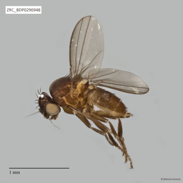 Milichiidae sp. "cf. Phyllomyza ZRCBDP0293309"•&copy; Maimon Hussin•All Rights Reserved