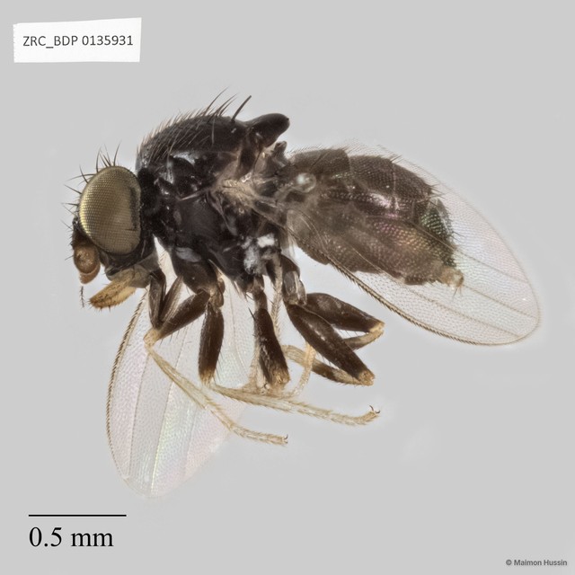 Milichiidae sp. "cf. Phyllomyzinae ZRCBDP0135931"•&copy; Maimon Hussin•All Rights Reserved