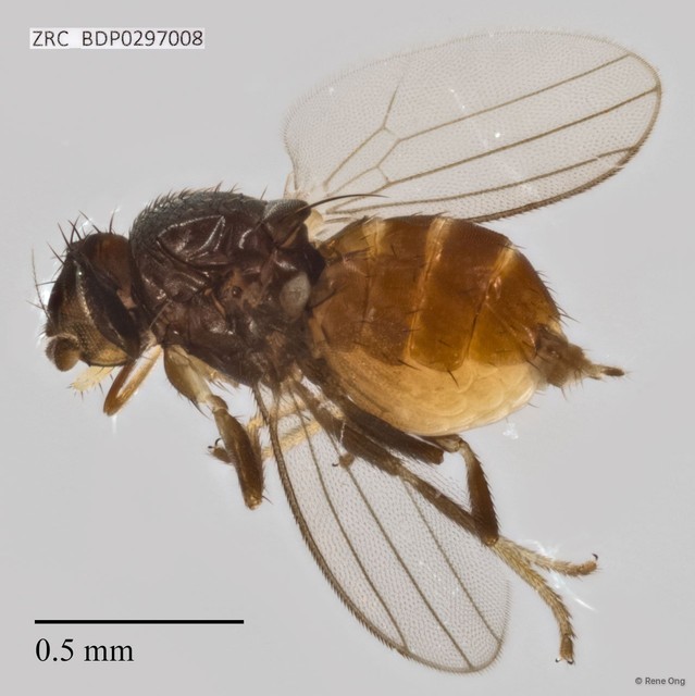 Phyllomyzinae sp. "Stomosis/Neophyllomyza ZRCBDP0297008"•&copy; Rene Ong•All Rights Reserved