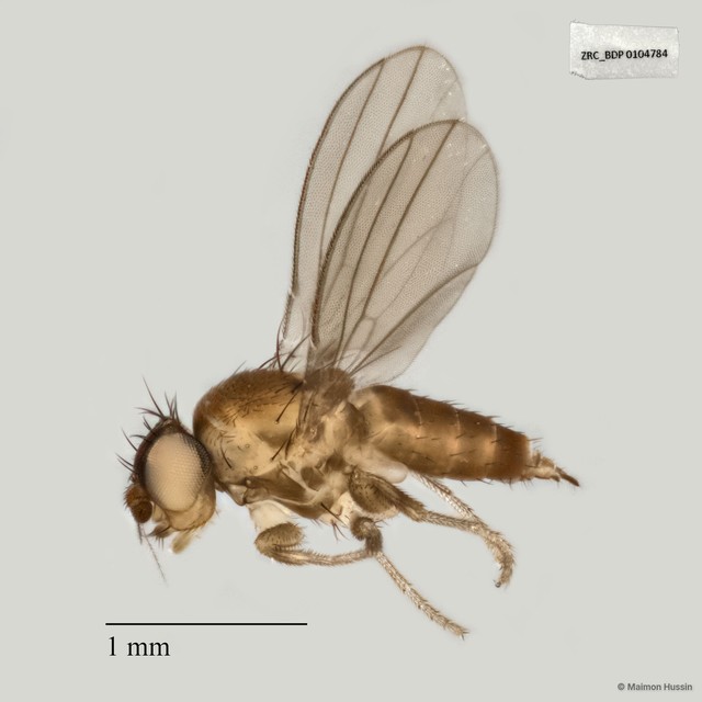 Milichiidae sp. "ZRCBDP0025486"•&copy; Maimon Hussin•All Rights Reserved