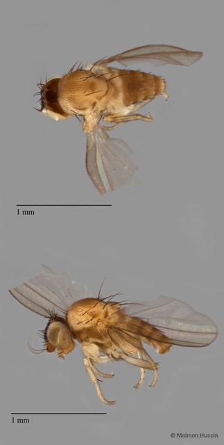 Phyllomyzinae sp. "ZRCBDP0090536"•&copy; Maimon Hussin•All Rights Reserved