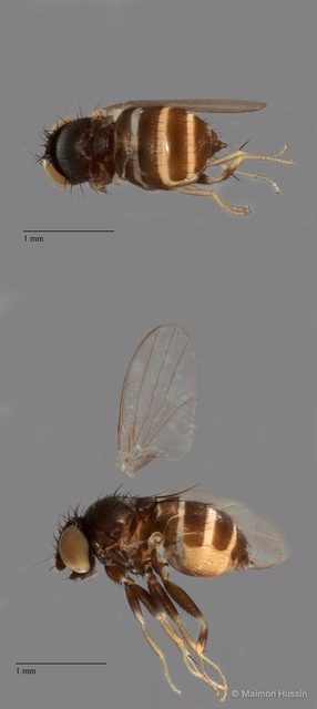 Phyllomyzinae sp. "ZRCBDP0091353"•&copy; Maimon Hussin•All Rights Reserved