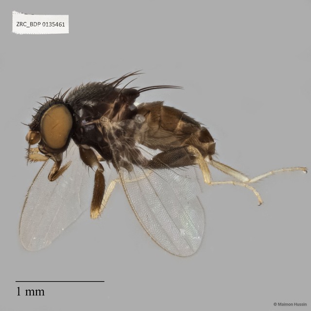 Milichiidae sp. "ZRCBDP0135461"•&copy; Maimon Hussin•All Rights Reserved