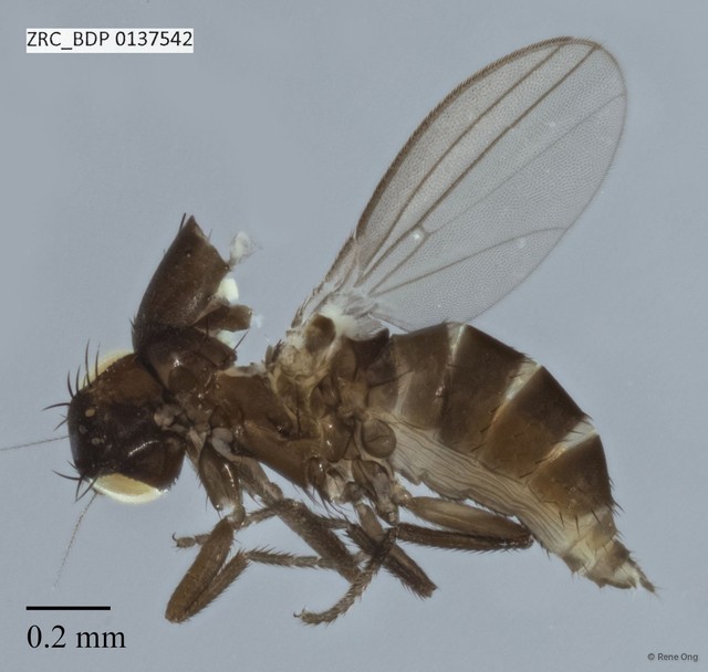 Milichiidae sp. "ZRCBDP0137542"•&copy; Rene Ong•All Rights Reserved