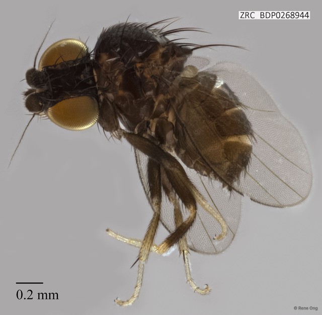 Milichiidae sp. "ZRCBDP0268944"•&copy; Rene Ong•All Rights Reserved