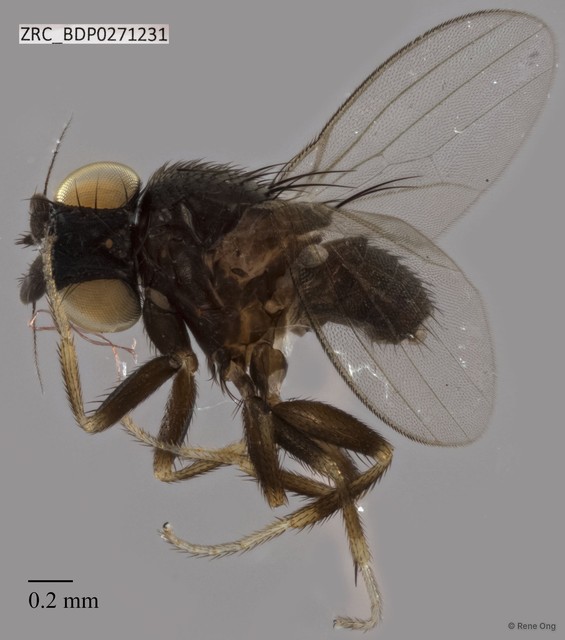 Milichiidae sp. "ZRCBDP0271231"•&copy; Rene Ong•All Rights Reserved