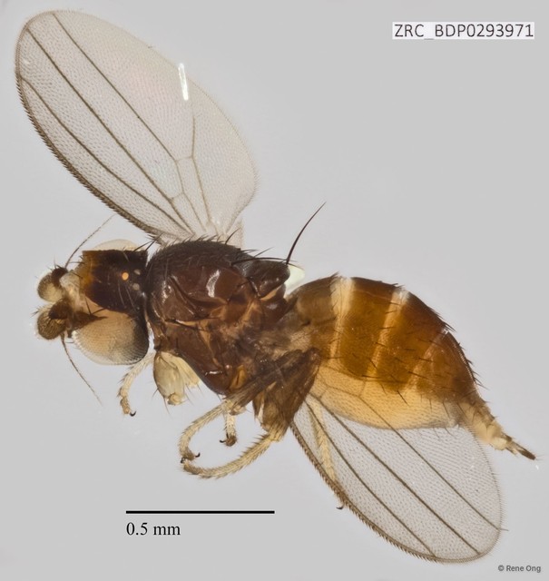 Milichiidae sp. "ZRCBDP0293971"•&copy; Rene Ong•All Rights Reserved
