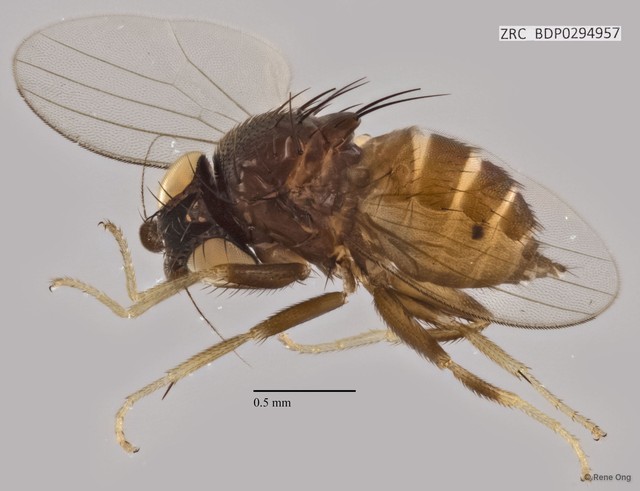 Milichiidae sp. "ZRCBDP0294957"•&copy; Rene Ong•All Rights Reserved