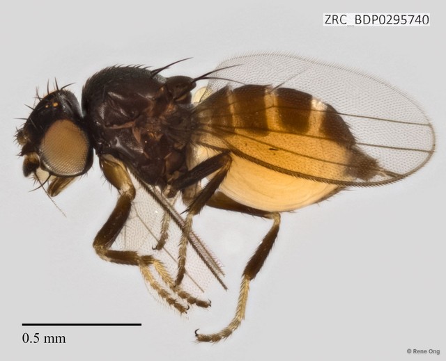 Milichiidae sp. "ZRCBDP0295740"•&copy; Rene Ong•All Rights Reserved