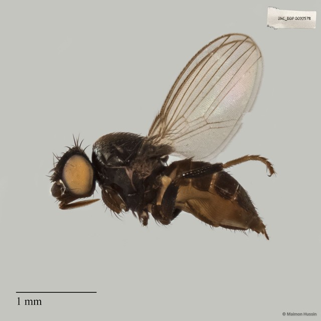 Neophyllomyza sp. "ZRCBDP0017867"•&copy; Maimon Hussin•All Rights Reserved