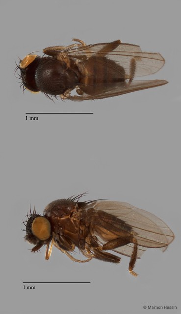 Neophyllomyza sp. "ZRCBDP0079974"•&copy; Maimon Hussin•All Rights Reserved
