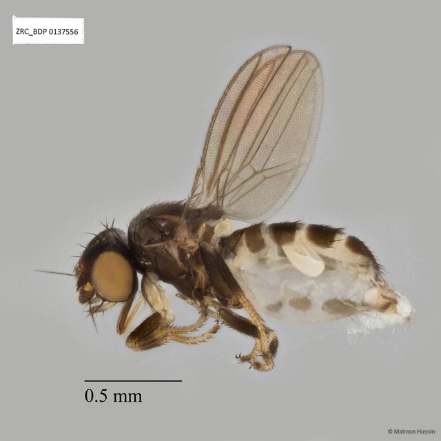 Neophyllomyza sp. "ZRCBDP0137556"•&copy; Maimon Hussin•All Rights Reserved