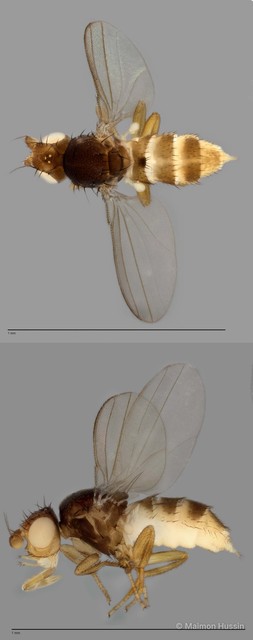 Paramyia sp. "ZRCBDP0019872"•&copy; Maimon Hussin•All Rights Reserved
