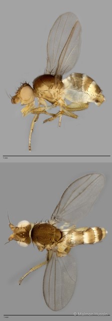Paramyia sp. "ZRCBDP0021397"•&copy; Maimon Hussin•All Rights Reserved