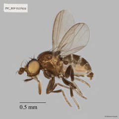 Paramyia sp. "ZRCBDP0137616"