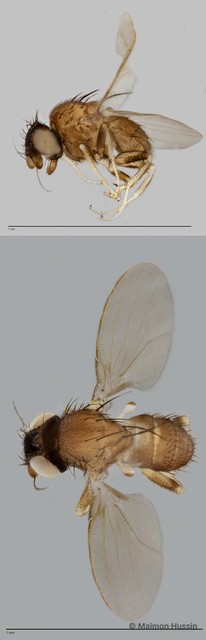 Phyllomyza sp. "ZRCBDP0021743"•&copy; Maimon Hussin•All Rights Reserved