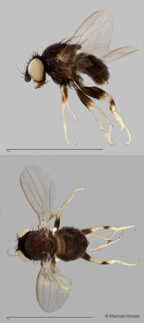 Phyllomyza sp. "ZRCBDP0025529"•&copy; Maimon Hussin•All Rights Reserved
