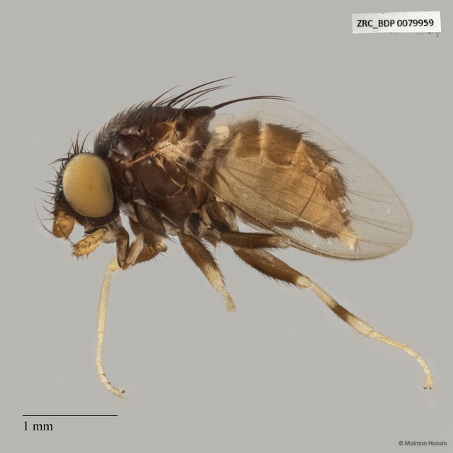 Phyllomyza sp. "ZRCBDP0079864"•&copy; Maimon Hussin•All Rights Reserved