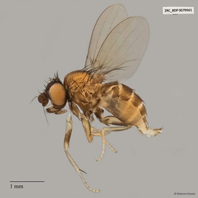 Phyllomyza sp. "ZRCBDP0079866"•&copy; Maimon Hussin•All Rights Reserved