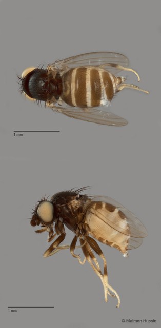 Phyllomyza sp. "ZRCBDP0104531"•&copy; Maimon Hussin•All Rights Reserved