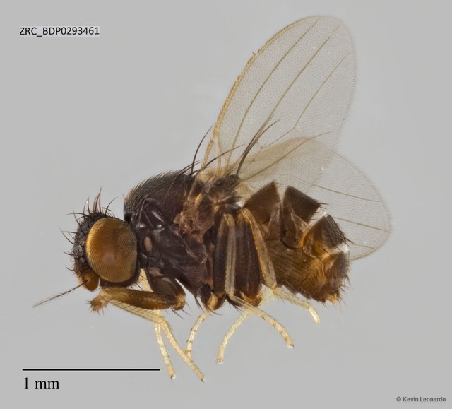 Stomosis sp. "ZRCBDP0293461"•&copy; Kevin Leonardo•All Rights Reserved