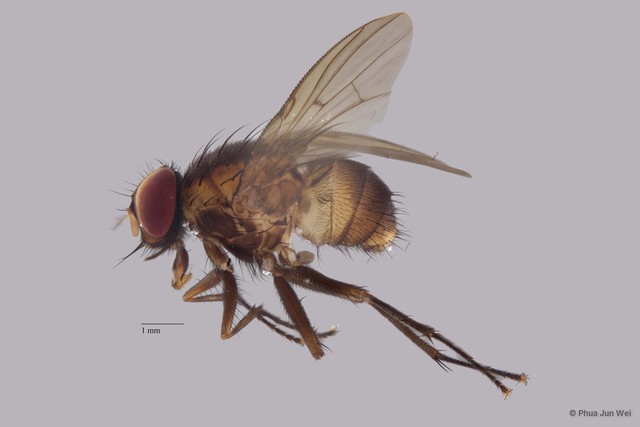 Muscidae sp. "cf. Lasiopelta ZRCBDP0056759"•&copy; Phua Jun Wei•All Rights Reserved
