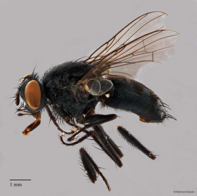 Muscidae sp. "cf. Lispe ZRCBDP0127294"•&copy; Maimon Hussin•All Rights Reserved
