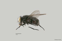 Muscidae sp. "ZRCBDP00056683"•&copy; Maimon Hussin•All Rights Reserved