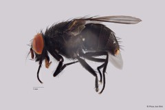 Muscidae sp. "ZRCBDP00056683"•&copy; Phua Jun Wei•All Rights Reserved
