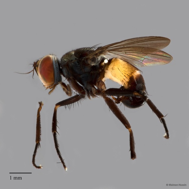 Muscidae sp. "ZRCBDP0021441"•&copy; Maimon Hussin•All Rights Reserved