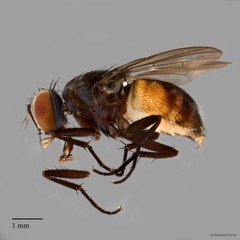 Muscidae sp. "ZRCBDP0021441"•&copy; Maimon Hussin•All Rights Reserved