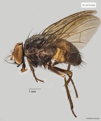 Muscidae sp. "ZRCBDP0025362"•&copy; Maimon Hussin•All Rights Reserved