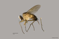 Muscidae sp. "ZRCBDP0063484"•&copy; Maimon Hussin•All Rights Reserved