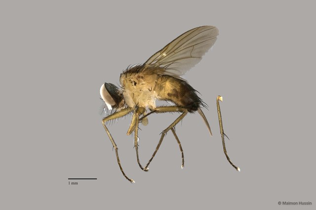 Muscidae sp. "ZRCBDP0063484"•&copy; Maimon Hussin•All Rights Reserved