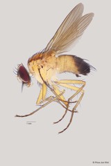 Muscidae sp. "ZRCBDP0063484"•&copy; Phua Jun Wei•All Rights Reserved