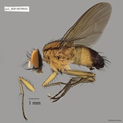Muscidae sp. "ZRCBDP0063484"•&copy; Maimon Hussin•All Rights Reserved