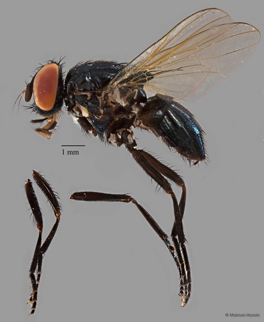 Muscidae sp. "ZRCBDP0077268"•&copy; Maimon Hussin•All Rights Reserved