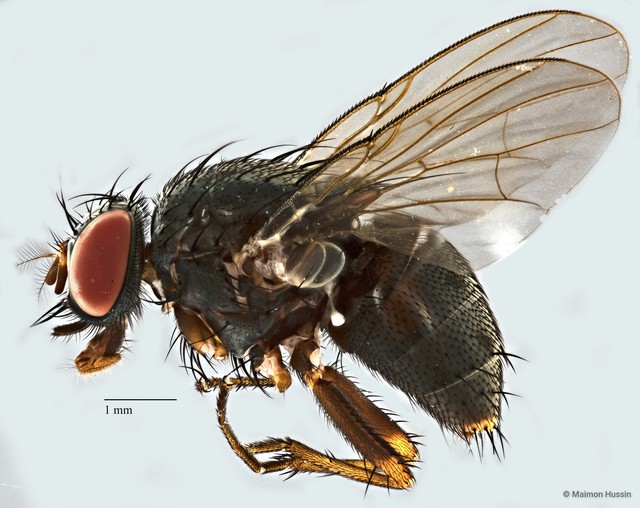 Muscidae sp. "ZRCBDP0077760"•&copy; Maimon Hussin•All Rights Reserved