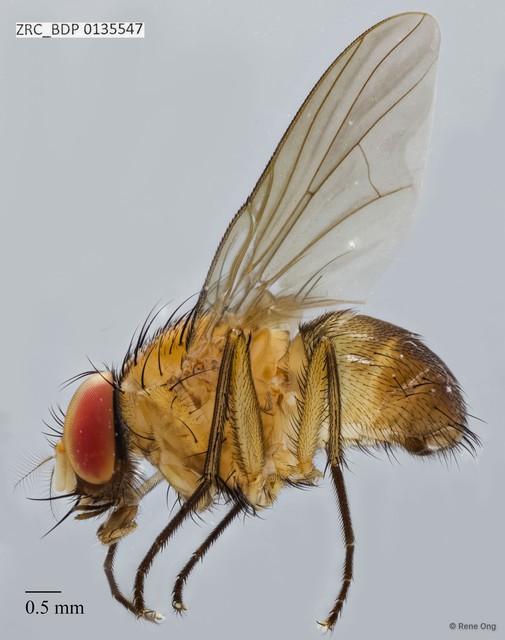 Muscidae sp. "ZRCBDP0091395"•&copy; Rene Ong•All Rights Reserved